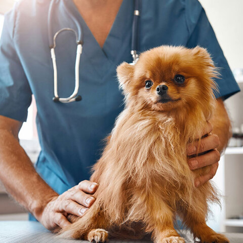 Αιματολογικές εξετάσεις: Από πότε πρέπει να τις ξεκινάμε στον σκύλο ή τη γάτα μας;