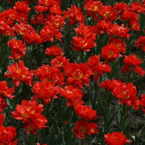 Εορτολόγιο: Σήμερα 1η Μαΐου 2025 γιορτάζει…