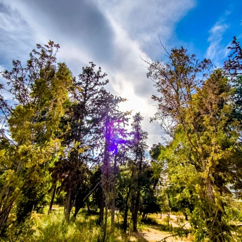Ήλιος και σύννεφα πίσω από δέντρο