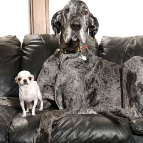 Ο μικρότερος και ο μεγαλύτερος σκύλος του κόσμου συναντήθηκαν -Το πιο άνισο ραντεβού στα τυφλά έγινε viral