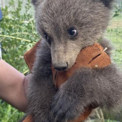 H Μάρθα, το ορφανό αρκουδάκι, μεγάλωσε εντυπωσιακά και επιστρέφει εκεί όπου ανήκει - στη φύση