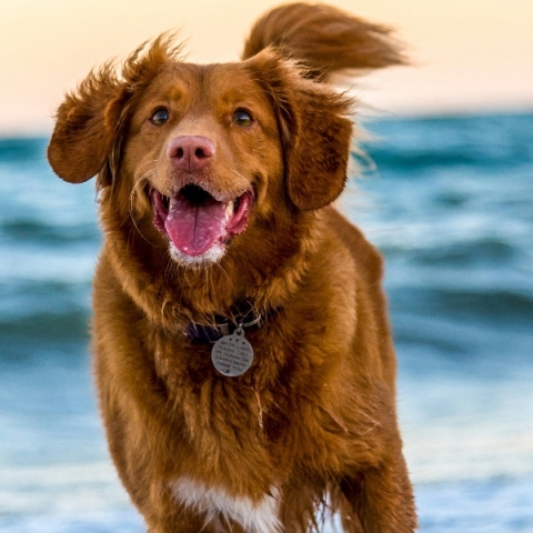 Οι σκύλοι επικοινωνούν μαζί μας με ολοκληρωμένες προτάσεις 