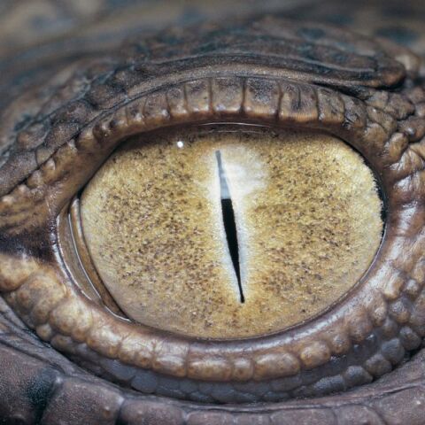 Αλιγάτορας σκότωσε 61χρονη στη Φλόριντα αναποδογυρίζοντας το κανό της - Τραγωδία σε περιοχή με αυξημένες επαφές ανθρώπων-άγριας ζωής