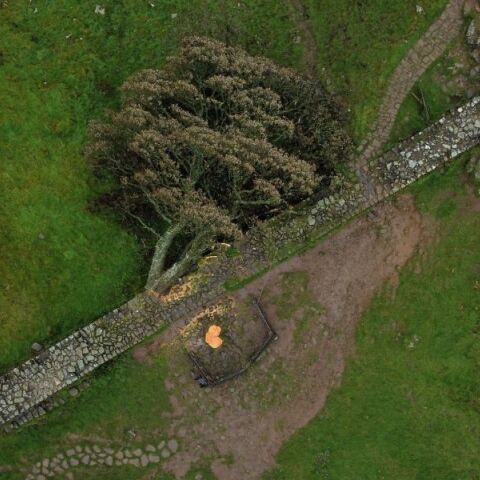 Βρετανία: Το κίνητρο εκδίκησης πίσω από το κίνητρο των ανδρών που έκοψαν το εμβληματικό Sycamore Gap