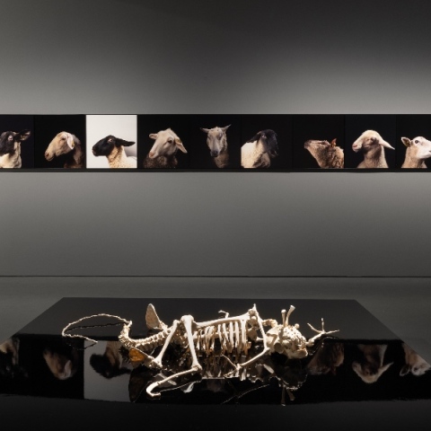 Why Look at Animals?: Μια μέρα πριν τα εγκαίνια, ξεναγηθήκαμε στην μεγαλύτερη έκθεση στην ιστορία του ΕΜΣΤ