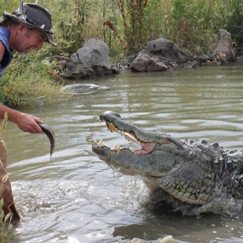 Πέθανε ο πιο διάσημος αλιγάτορας του κόσμου στα 80 του χρόνια