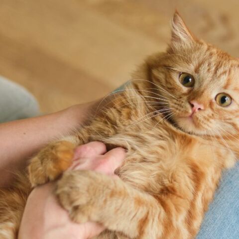 Επιστήμονες από Ιαπωνία και ΗΠΑ ανακάλυψαν ότι το γονίδιο ARHGAP36 ευθύνεται για το πορτοκαλί τρίχωμα στις γάτες, κυρίως στα αρσενικά.