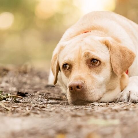 Κρήτη: Συλλήψεις για παραβάσεις σχετικές με την ευζωία ζώων συντροφιάς σε Ρέθυμνο και Λασίθι - Η ανακοίνωση της ελληνικής αστυνομίας
