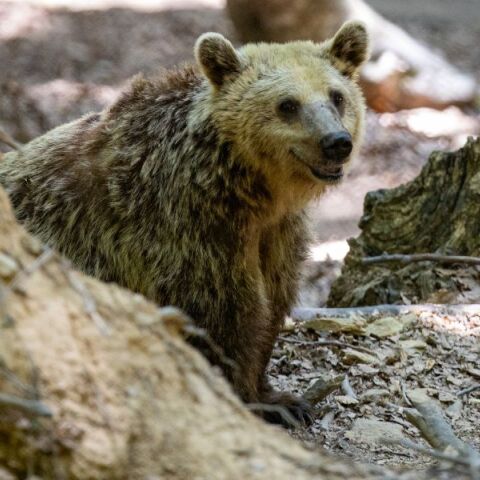 Νεκρή εντοπίστηκε αρκούδα στην Καστοριά - Σύμφωνα με την οργάνωση «Καλλιστώ», το ζώο είχε εμφανές τραύμα από πυροβόλο όπλο