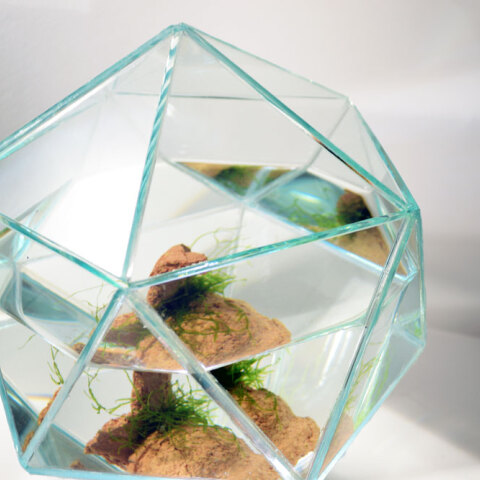 Δανάη Κωτσάκη, Micropolis, 2025, amphibian plants, ceramics, water, mixed media, variable dimensions