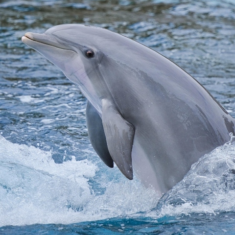 Το δελφίνι που ερωτεύτηκε μία κοπέλα και έβαλε τέλος στη ζωή του 