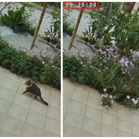 Γάτα καταλαβαίνει τον μεγάλο σεισμό στην Κρήτη δευτερόλεπτα πριν γίνει - Η viral αντίδρασή της