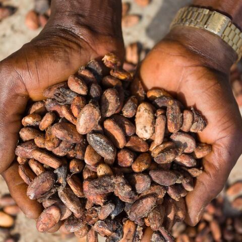 Η κλιματική αλλαγή απειλεί τη σοκολάτα - Η ΕΕ εξαρτάται από ευάλωτες χώρες για κακάο, σιτάρι και καλαμπόκι, αυξάνοντας τον κίνδυνο ελλείψεων