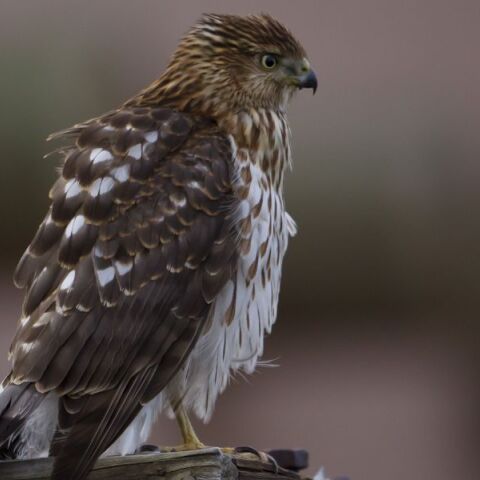 Γεράκι στο Νιου Τζέρσεϊ χρησιμοποιεί ουρές αυτοκινήτων και ηχητικά σήματα διάβασης για να αιφνιδιάζει θηράματα - Αστική επιβίωση με αξιοσημείωτη ευφυΐα