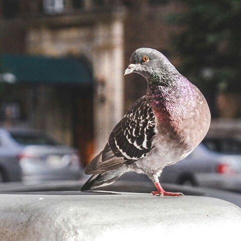 Μια επέμβαση στο ισχίο κι ένα κουτσό περιστέρι: Μοίρες παράλληλες