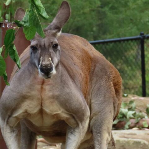 Πανικόβλητο καγκουρό προσπάθησε να πνίξει έναν άνδρα - «Ήταν σαν αγώνας πυγμαχίας»