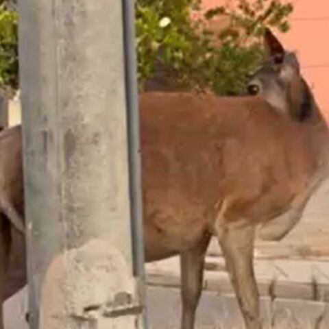 To ελάφι περιπλανιόταν για ώρες στη Φυλή