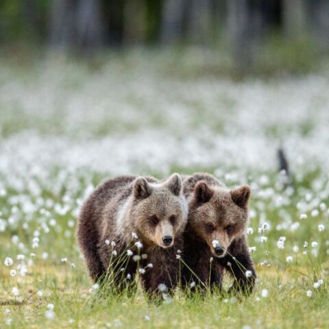 Γιατί η Σλοβακία ενέκρινε την πώληση κρέατος καφέ αρκούδας για ευρεία κατανάλωση