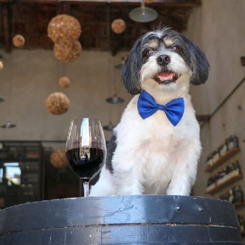 Η άνθηση των wine bars