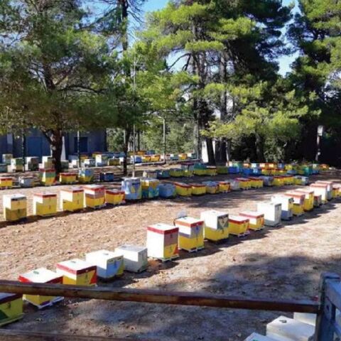 Μέλι Ταΰγετου