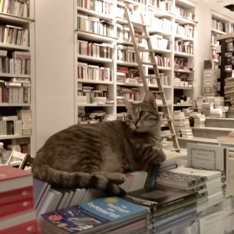 Μία γατούλα πάνω στα βιβλία στο βιβλιοπωλείο Επί Λέξει