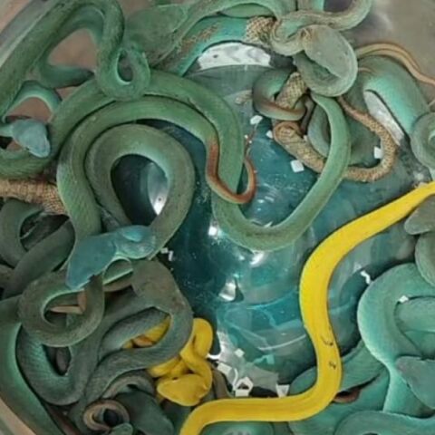 Ινδός συνελήφθη στο αεροδρόμιο της Βομβάης με 47 σπάνια και δηλητηριώδη ερπετά στις αποσκευές του, παραβιάζοντας τους νόμους προστασίας άγριας ζωής.