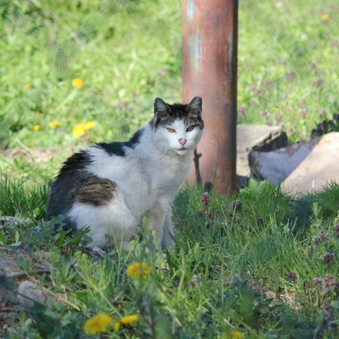 Αδέσποτη γάτα