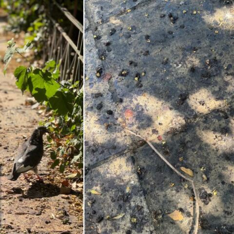 «Χαμένη ευκαιρία» η Πλατεία Ραλλούς Μάνου - Καταγγελία της επιχειρηματία Φωτεινής Παντζιά αποκαλύπτει μια δυσάρεστη εικόνα για το κέντρο της πόλης