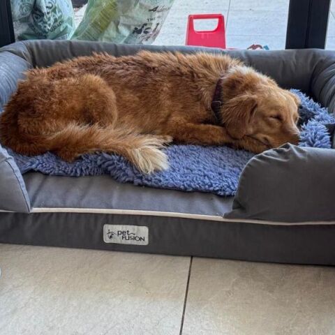 Η Άμπερ, μια σκυλίτσα που αγνοούνταν επί 36 ημέρες, επέστρεψε μετά από ταξίδι 160 χλμ. και κολύμπι σε νησί - Το χρονικό της περιπλάνησής της