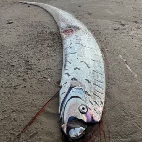 Σπάνιο ψάρι μήκους 3 μέτρων ξεβράστηκε στη δυτική Τασμανία, προκαλώντας θαυμασμό και επιστημονικό ενδιαφέρον - Οι θρύλοι που το συνοδεύουν