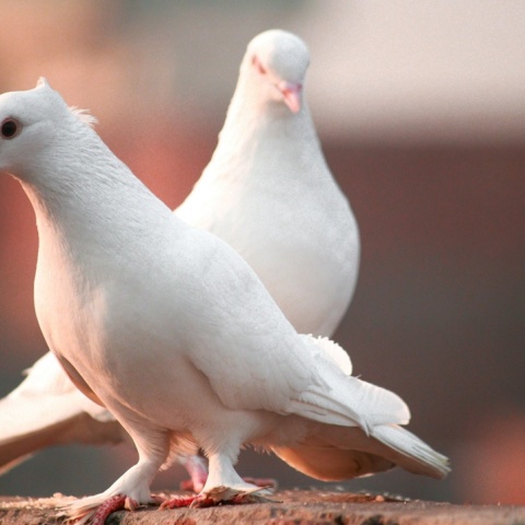Λευκά περιστέρια