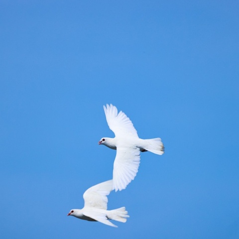 Λευκά περιστέρια