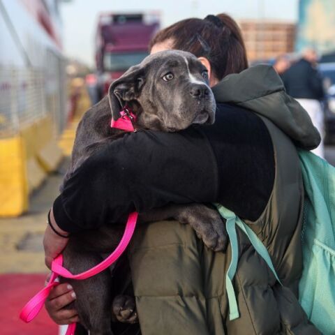 Χιλιάδες εκδρομείς εγκαταλείπουν την Αττική για το τριήμερο του Αγίου Πνεύματος - Πάνω από 35.000 αναχωρήσεις από τον Πειραιά την Παρασκευή και το Σάββατο