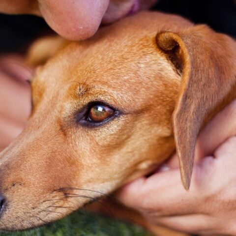 Έρευνες: Η συμβίωση με κατοικίδια ζώα ενισχύει το ανοσοποιητικό, μειώνει αλλεργίες και αυτοάνοσα, κυρίως όταν η επαφή ξεκινά από την παιδική ηλικία.