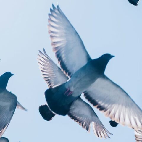 Αγίου Πνεύματος 2025: Τι γιορτάζουμε σήμερα - Οι αργίες που ακολουθούν