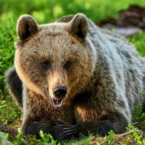 Δράμα: Δε φανταζόμουν ότι η αρκούδα ήταν τόσο κοντά - Ο ορειβάτης που σώθηκε περιγράφει τι συνέβη 