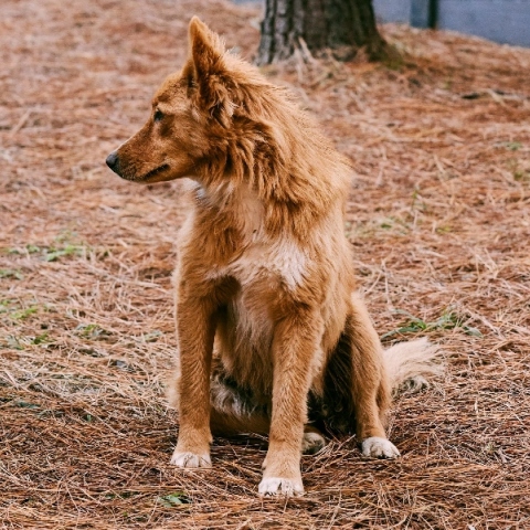 Κάτι αναπάντεχο συμβαίνει με το DNA των σκύλων του Τσερνόμπιλ 