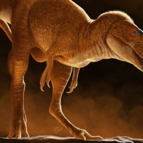 Νέο είδος δεινοσαύρου ανακαλύφθηκε στη Μογγολία - Αλλάζει την κατανόηση της εξέλιξης των τυραννόσαυρων πριν τον T. rex. - Τα συμπεράσματα των επιστημόνων