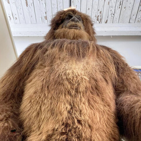 Διεθνές Μουσείο Κρυπτοζωολογίας | Πόρτλαντ, Μέιν, ΗΠΑ