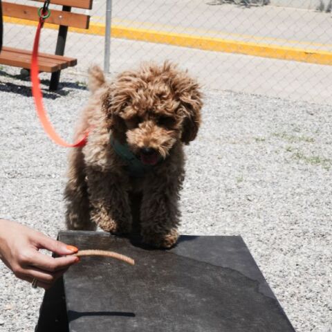 Πετράλωνα: Άνοιξε τις πόρτες του το νέο πάρκο σκύλων στο Σεράφειο του Δήμου Αθηναίων