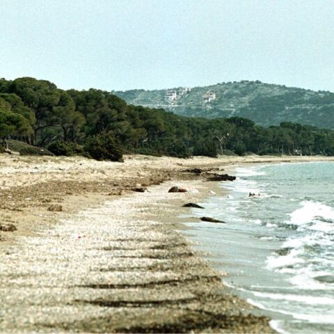 E όχι και να κατεδαφιστούν τα αυθαίρετα του δάσους του Σχοινιά 