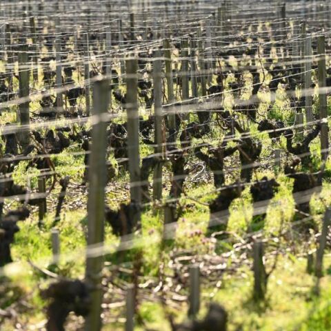 Δίκη για εμπορία ανθρώπων στη Γαλλία: Δεκάδες μετανάστες εργάστηκαν υπό απάνθρωπες συνθήκες στον τρύγο σαμπάνιας του 2023.