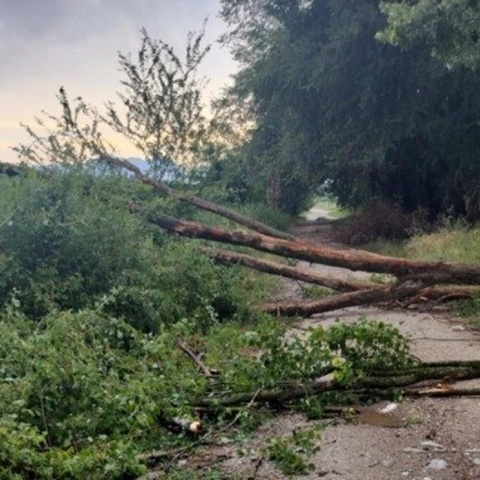 Πτώσεις δέντρων στα Τρίκαλα