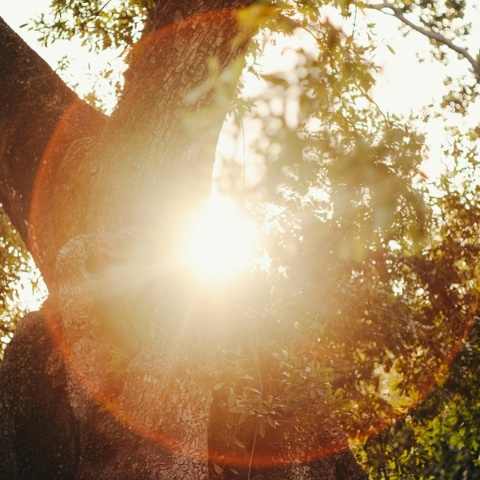 Ο ήλιος πίσω από τα φυλλώματα δέντρου