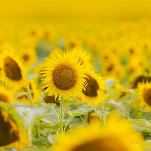 Εορτολόγιο: Σήμερα 25 Ιουνίου 2025 γιορτάζει…