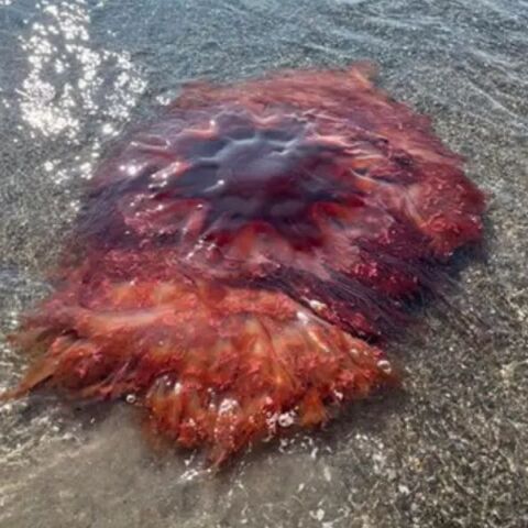 Γιγάντια μέδουσα με πλοκάμια 30 μέτρων ξεβράστηκε στο Μέιν των ΗΠΑ - Οι αρχές προειδοποιούν για τσιμπήματα και καλούν τους λουόμενους να μείνουν μακριά