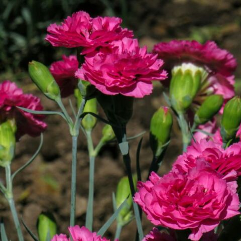 Εορτολόγιο: Σήμερα 1η Ιουλίου 2025 γιορτάζει...