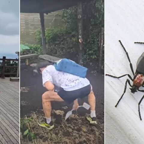 Νότια Κορέα: «Ερωτοέντομα» κατακλύζουν τη Σεούλ λόγω της κλιματικής κρίσης - Οι ειδικοί διχάζονται για τη διαχείριση, οι πολίτες εκφράζουν δυσαρέσκεια.