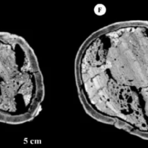 Μυστηριώδες κρανίο 6.000 ετών εντόπισαν αρχαιολόγοι στο Ιράν: Είναι παραμορφωμένο και βίαια χτυπημένο