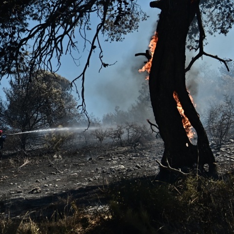 Δέντρο που καίγεται